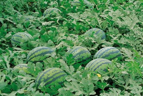 2025娱乐吃瓜群,揭秘娱乐圈幕后风云